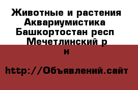 Животные и растения Аквариумистика. Башкортостан респ.,Мечетлинский р-н